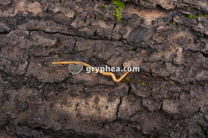 Géophile et collembole - gryphea.com